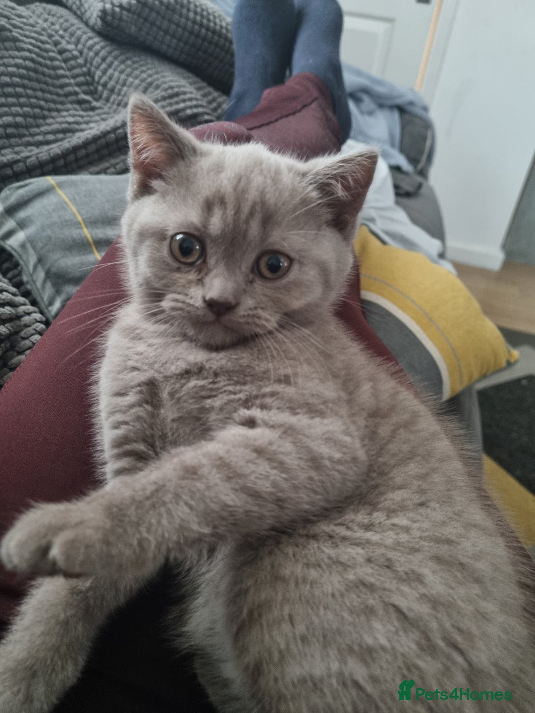 British Shorthair cats for sale: 3 BEAUTIFUL BSH KITTENS FOR SALE 2 Blue 1 Lilac - Image 2