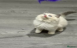 Ragdoll cats for sale: Stunning Ragdoll Boy - Image 9