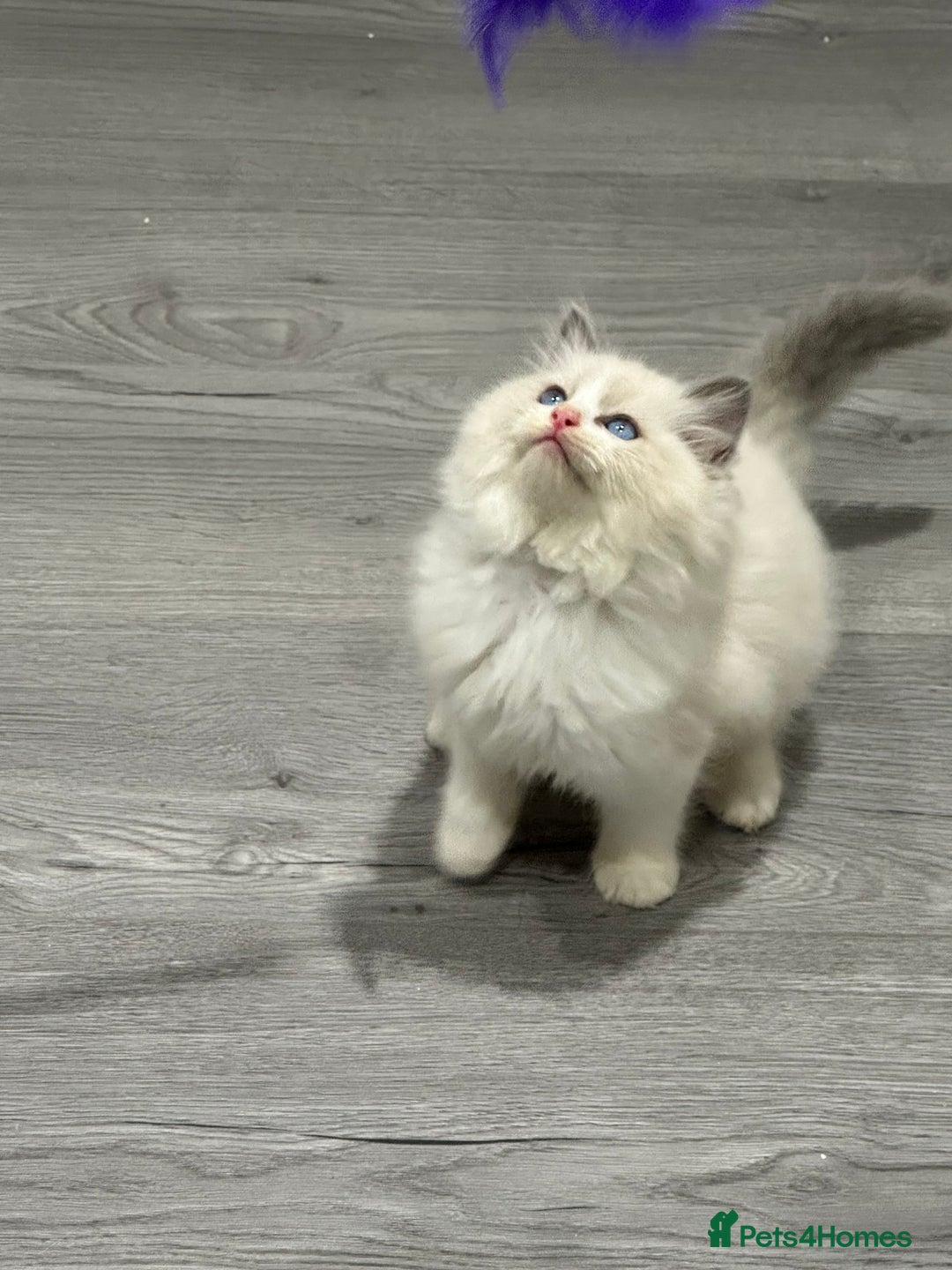 Ragdoll cats for sale: Stunning Ragdoll Boy - Image 9