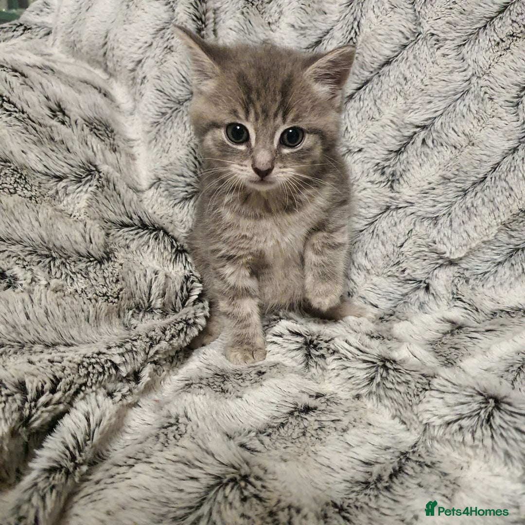 Mixed Breed cats for sale: 5 cute 😍 kittens  - Advert 5