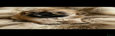 Mixed Breed 2