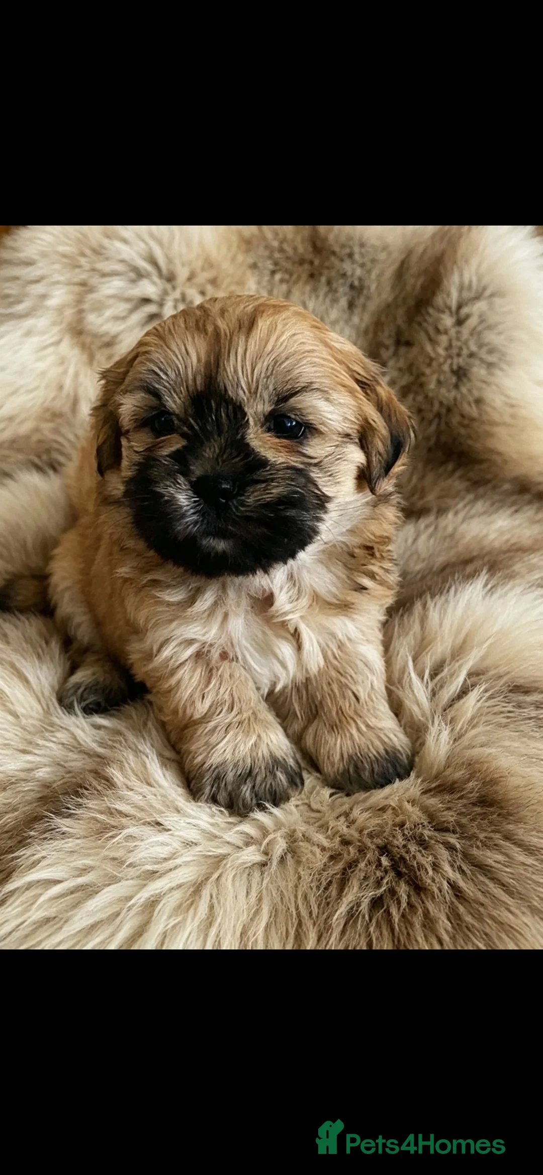 Mixed Breed dogs for sale: MALSHI-POOS -LOVELY FAMILY PET /COMPANION DOGS - Advert 2