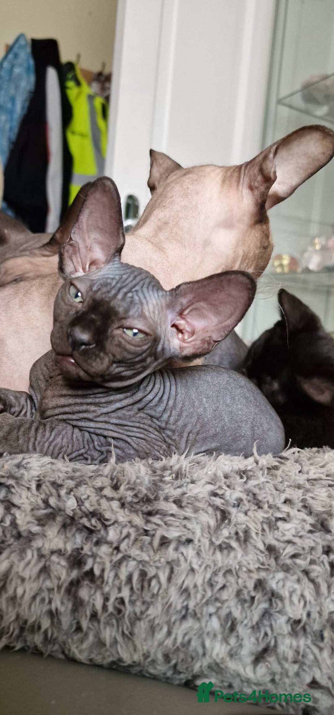 Sphynx cats for sale: Mixed selection Sphynx kittens. - Image 5
