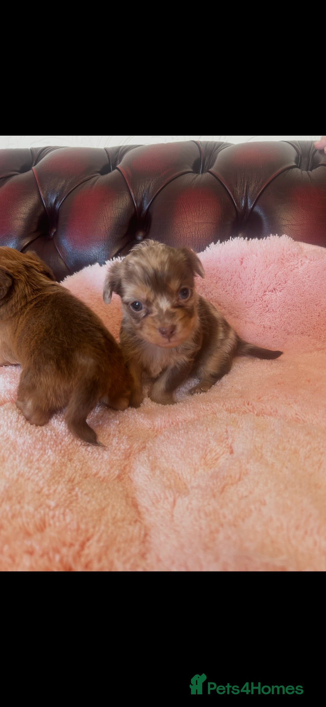 Miniature Dachshund dogs for sale: Miniature dachshund puppies - Advert 4