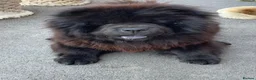 Chow Chow dogs for sale: MINI CHOW SISTERS REHOME  - Advert 4