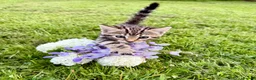 Bengal cats for sale: Beautiful Bengal kittens  - Advert 20
