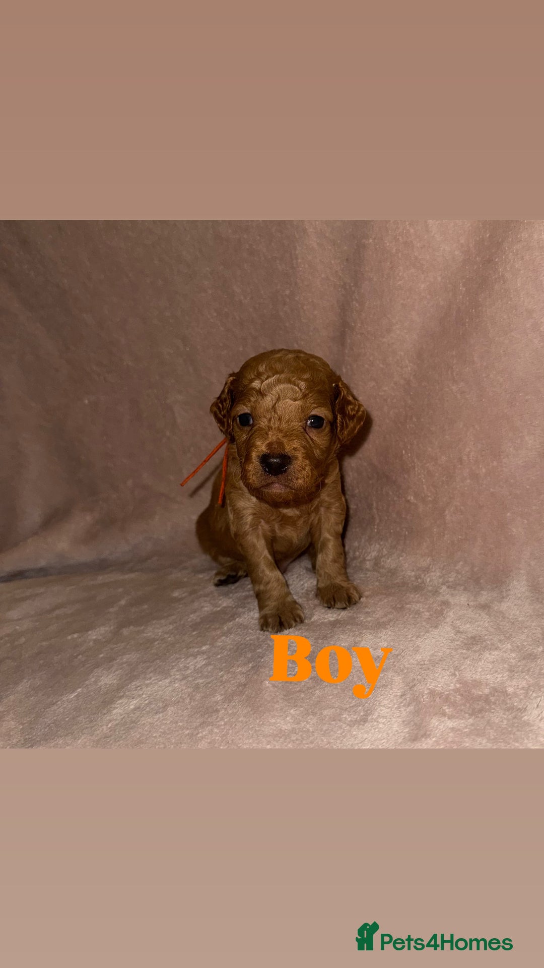 Cockapoo dogs for sale: Cockapoo Puppies  - Advert 14