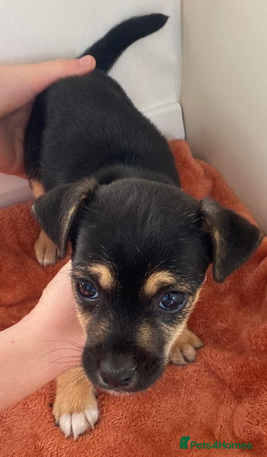 Jack Russell dogs for sale: Jack Russell pups  - Image 4