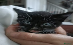 Mixed Breed cats for sale: 4 sweet ghost tabby tuxedo kittens - Image 29