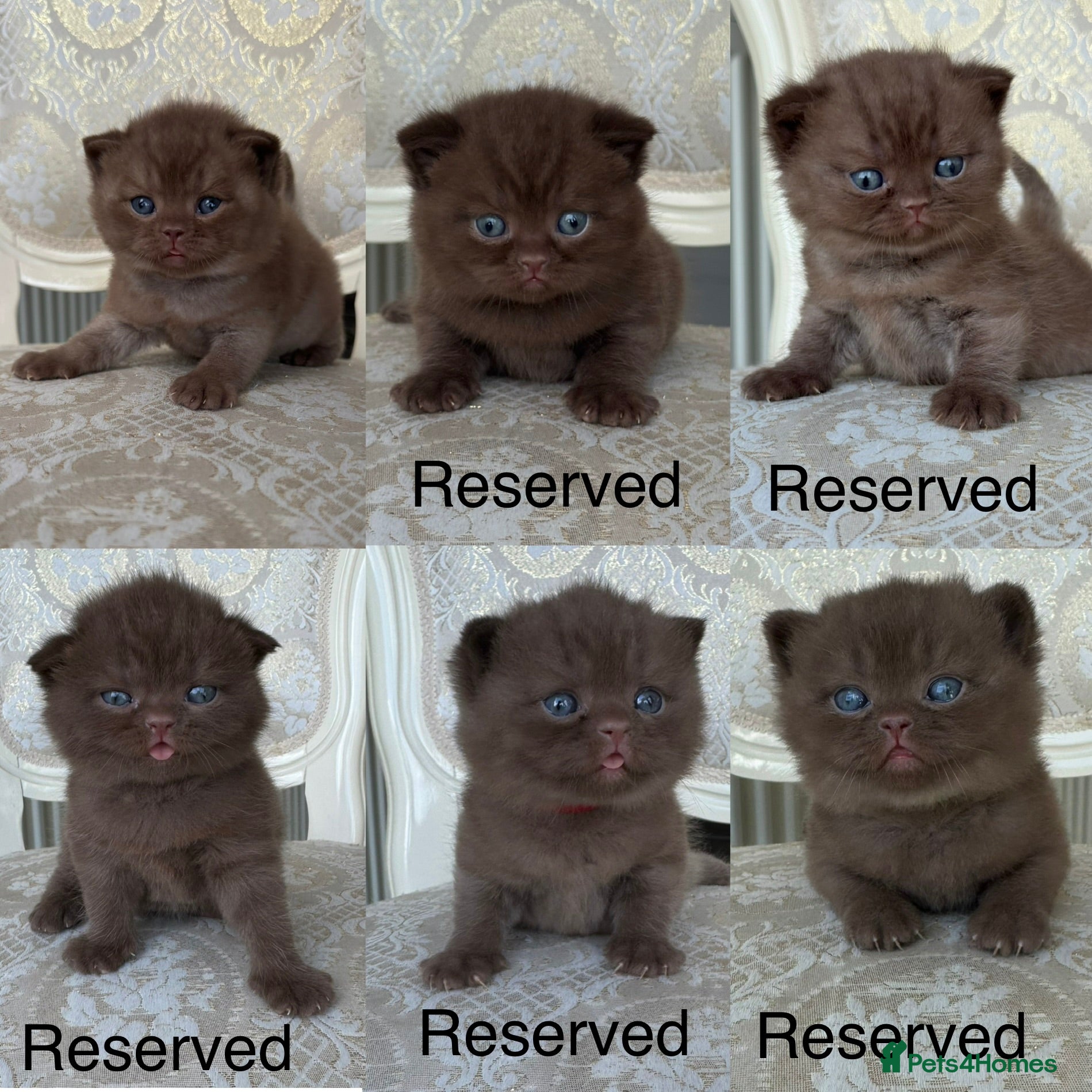 British Shorthair cats Exceptional Fife Registered BSH Kittens - Advert 1