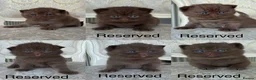 British Shorthair cats for sale: Exceptional Fife Registered BSH Kittens - Advert 1