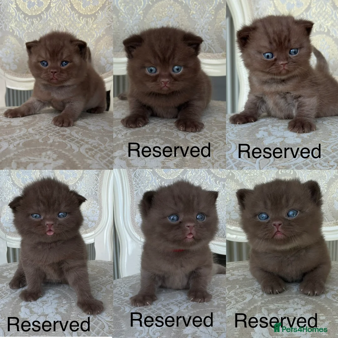 British Shorthair cats for sale: Exceptional Fife Registered BSH Kittens - Advert 1
