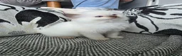 Ragdoll cats for sale: GCCF REGISTERED RAGDOLL KITTENS  - Advert 18