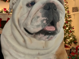 English Bulldog dogs For stud: Jaxx 9 Champions in bloodline in Brighouse - Advert 13