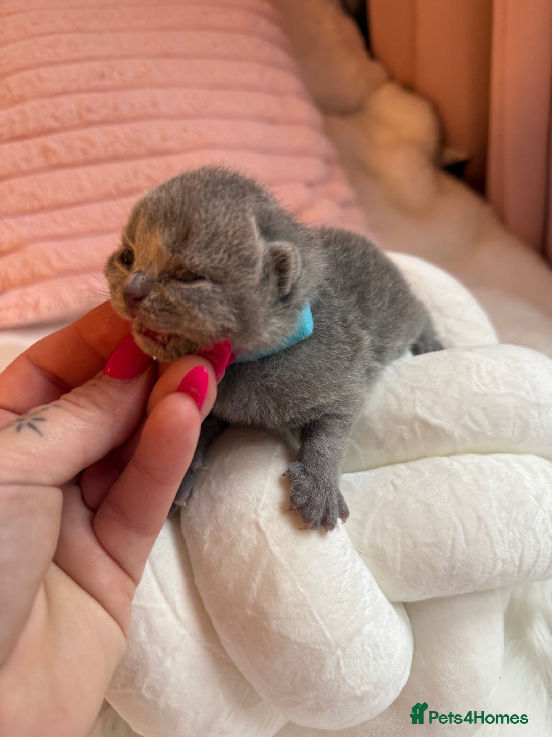 British Shorthair cats for sale: Pure British shorthair Champion line 😻🥇🏆 - Image 4