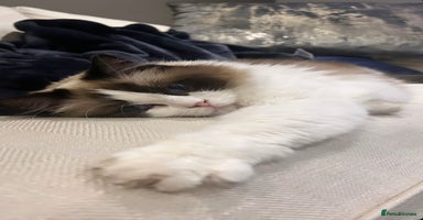 Ragdoll cats - Advert 13