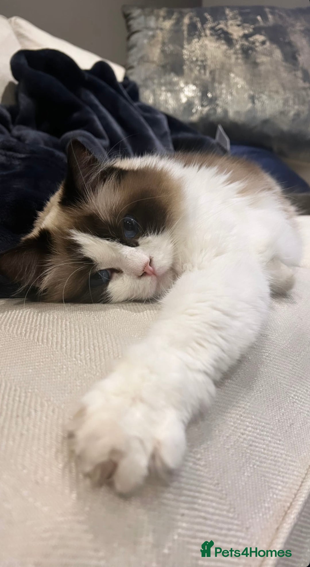 Ragdoll cats for sale: Miss Indie  - Image 2