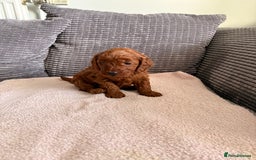 Cockapoo dogs for sale: 4 Stunning Fox Red F1b Toy Cockapoos  - Advert 27