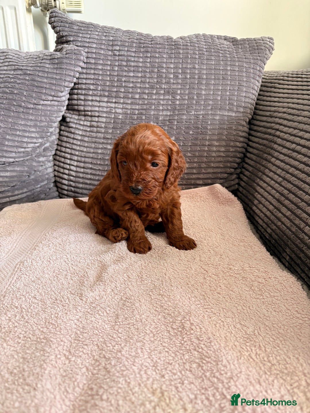 Cockapoo dogs for sale: 4 Stunning Fox Red F1b Toy Cockapoos  - Advert 27