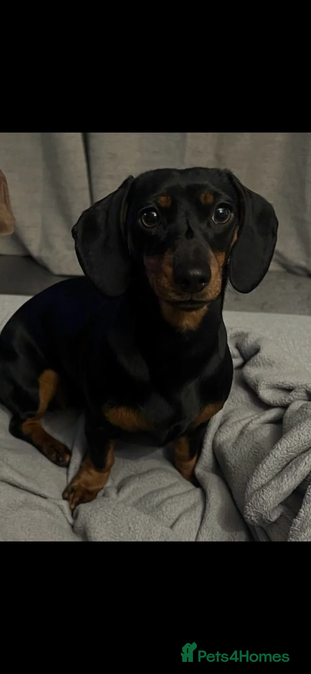 Miniature Dachshund dogs for sale: 3 Year old Mini Dashshund  - Advert 5