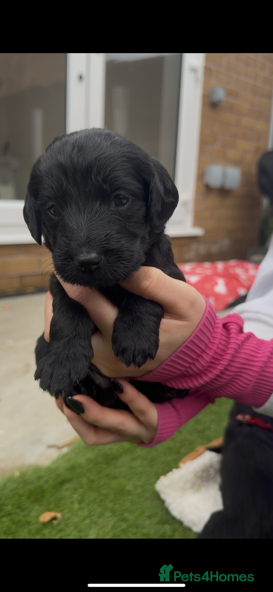 Labradoodle dogs for sale: Labradoodles  - Image 13