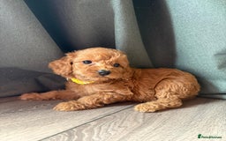 Cockapoo dogs for sale: 7 beautiful miniature cockapoos  - Image 6