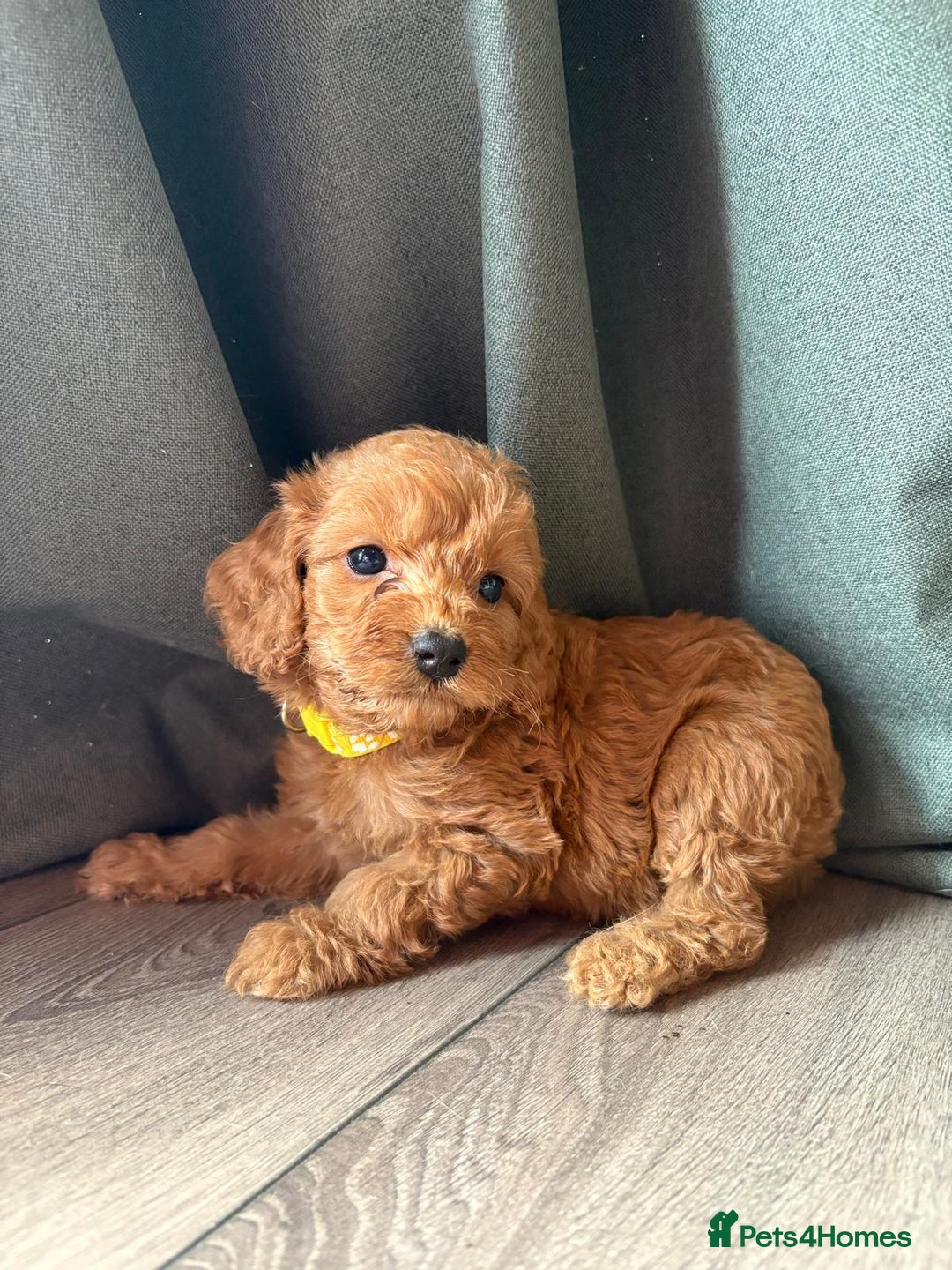 Cockapoo dogs for sale: 7 beautiful miniature cockapoos  - Image 6
