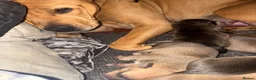 Mixed Breed dogs for sale: Staff cross mastiff  in Manchester - Advert 5