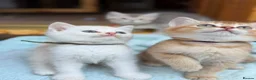 British Longhair cats for sale: TICA BRITISH SHORTHAIR & LONGHAIR KITTENS  - Advert 7