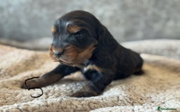 Cocker Spaniel dogs for sale: 100% TRUE SHOW TYPE HEALTH TESTED COCKER SPANIELS  - Advert 22