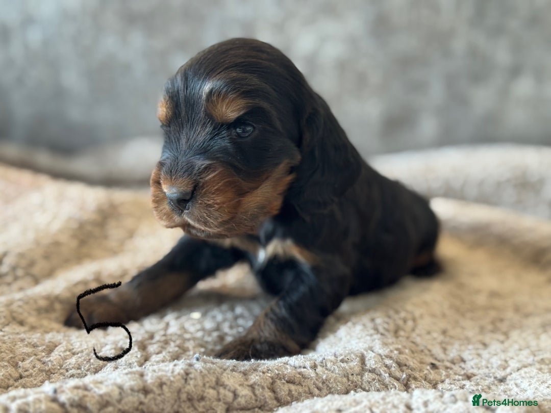 Cocker Spaniel dogs for sale: 100% TRUE SHOW TYPE HEALTH TESTED COCKER SPANIELS  - Advert 22