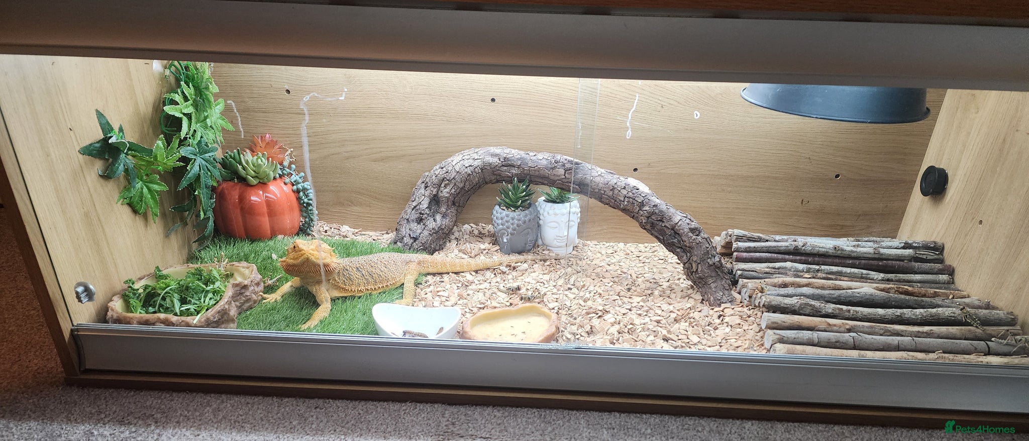 Bearded Dragon reptiles Bearded Dragon  - Advert 6