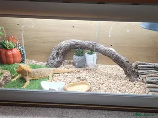 Bearded Dragon reptiles Bearded Dragon - Advert 6