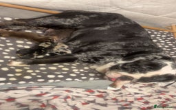 English Bulldog dogs for sale: English bulldog  - Image 1