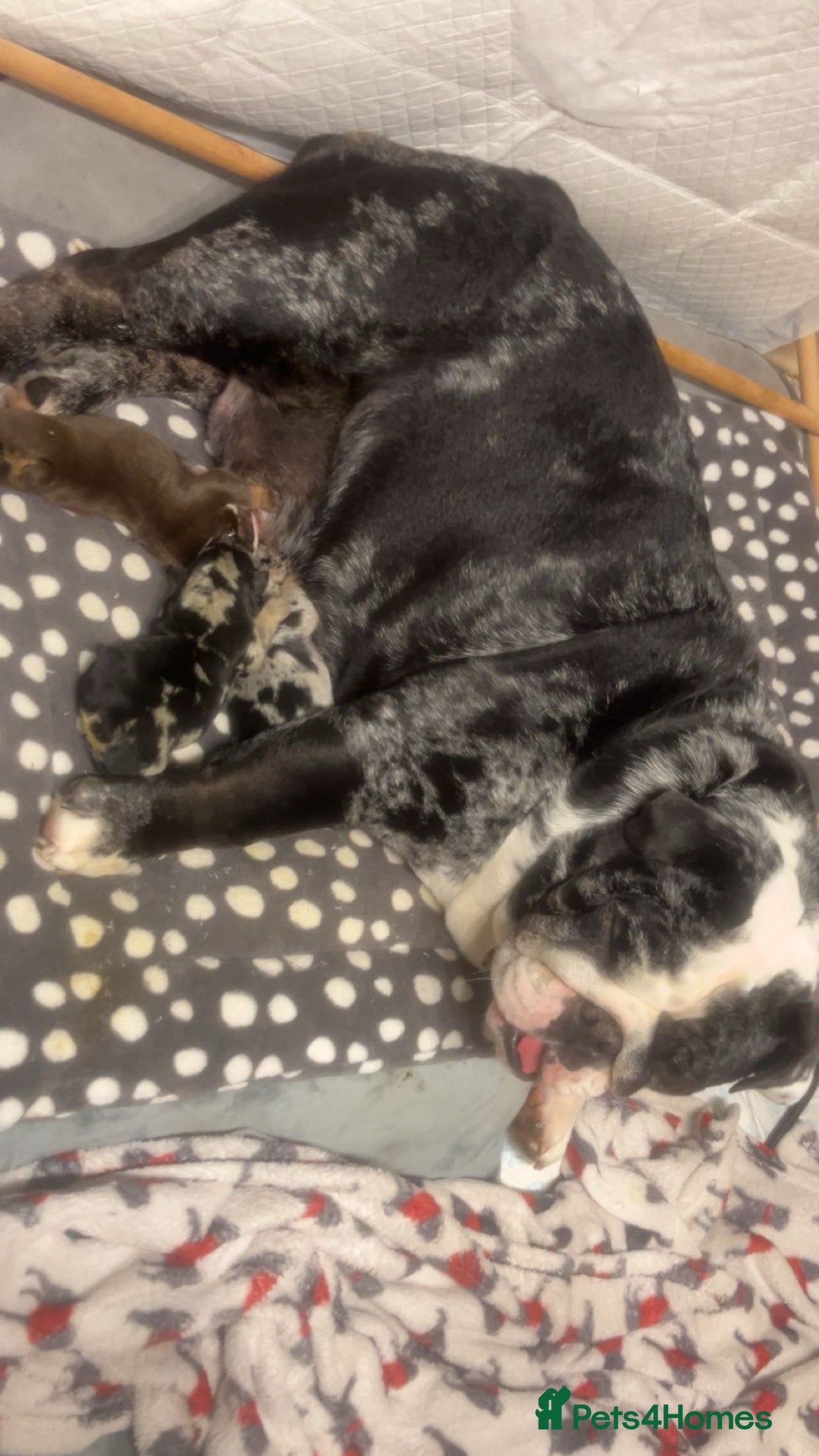 English Bulldog dogs for sale: English bulldog  - Image 1