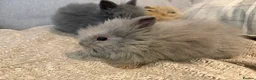 Lionhead rabbits for sale: Double mane lion head baby’s for sale  - Advert 12