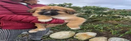 Mixed Breed dogs for sale: Rare Highland Sheppard Puppies Alabai Cross  - Advert 14
