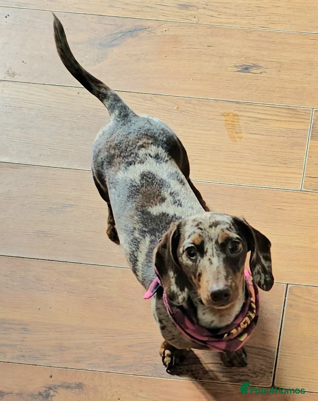 Miniature Dachshund dogs for sale: 7 beautiful little Dachshund  - Advert 2