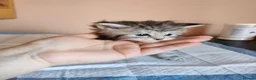 Maine Coon cats for sale: Pure Maine coons kittens ❤️❤️  - Advert 22