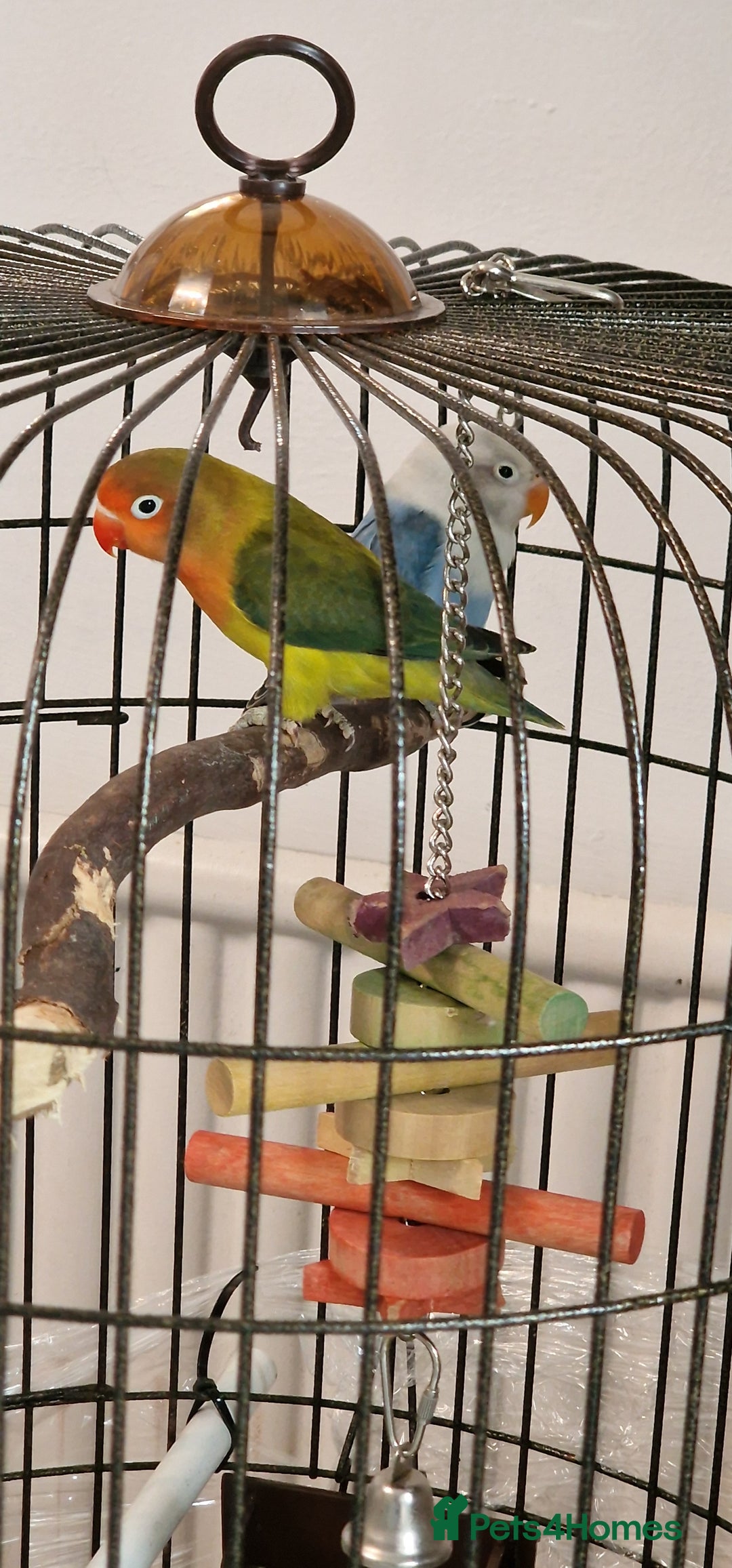 Lovebirds birds for sale: Baby lovebirds  - Advert 2