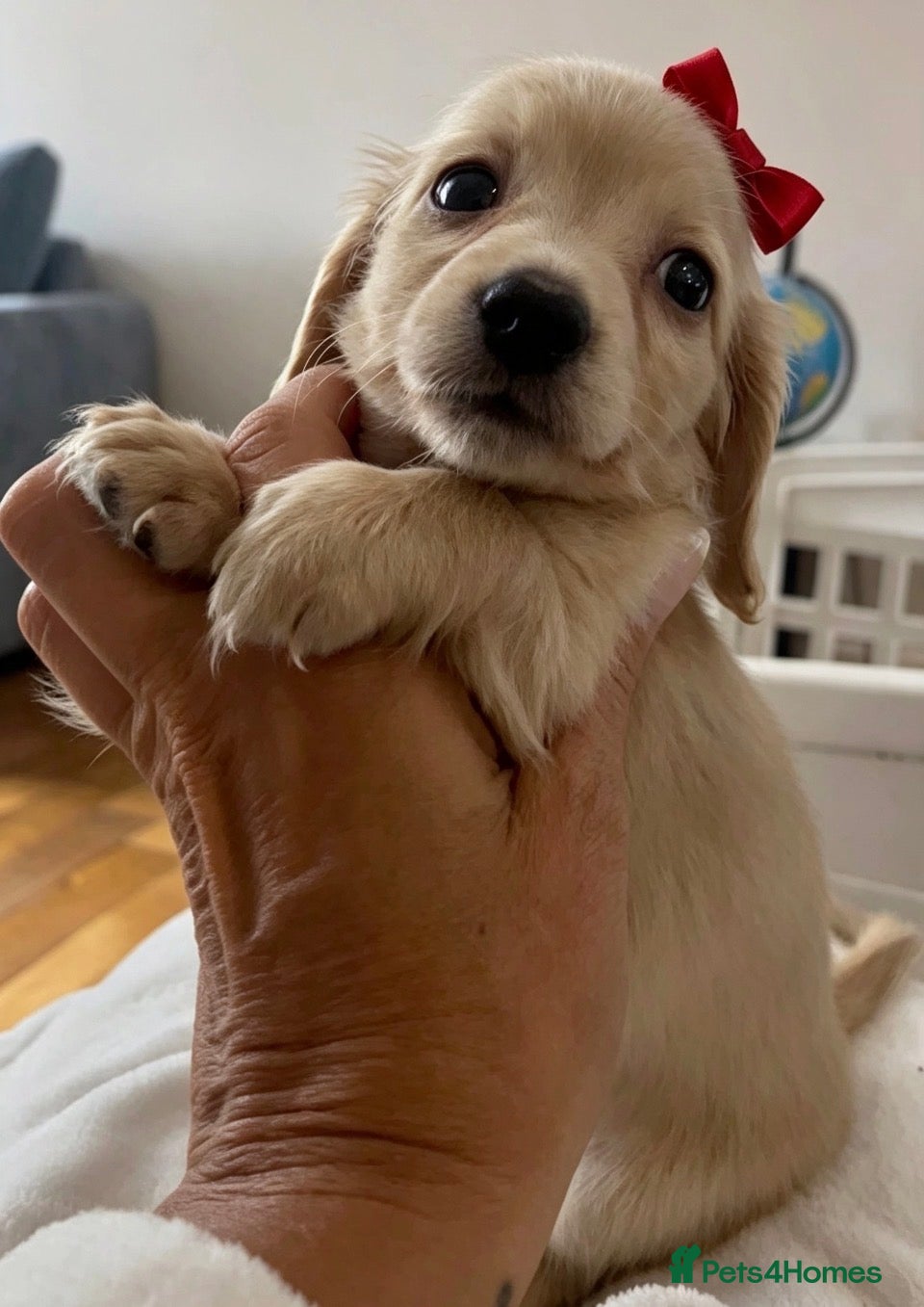 Miniature Dachshund dogs Cream KC longhaired dachshund puppies  - Advert 2