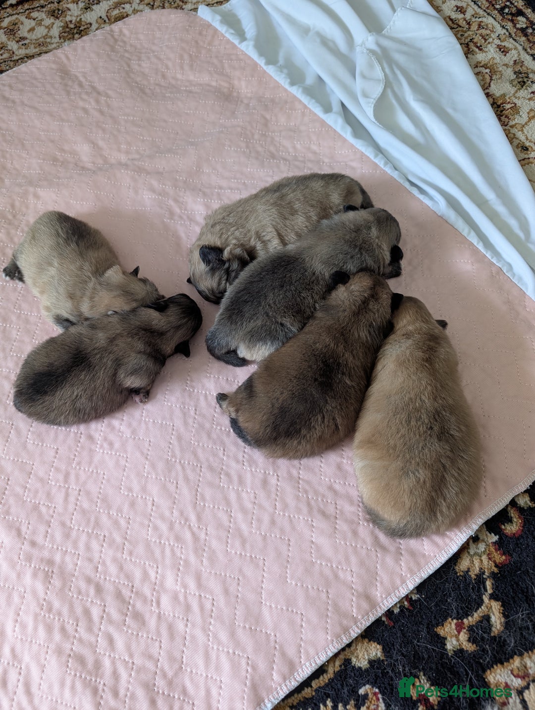 Pomeranian dogs for sale: Beautiful pups - Image 8
