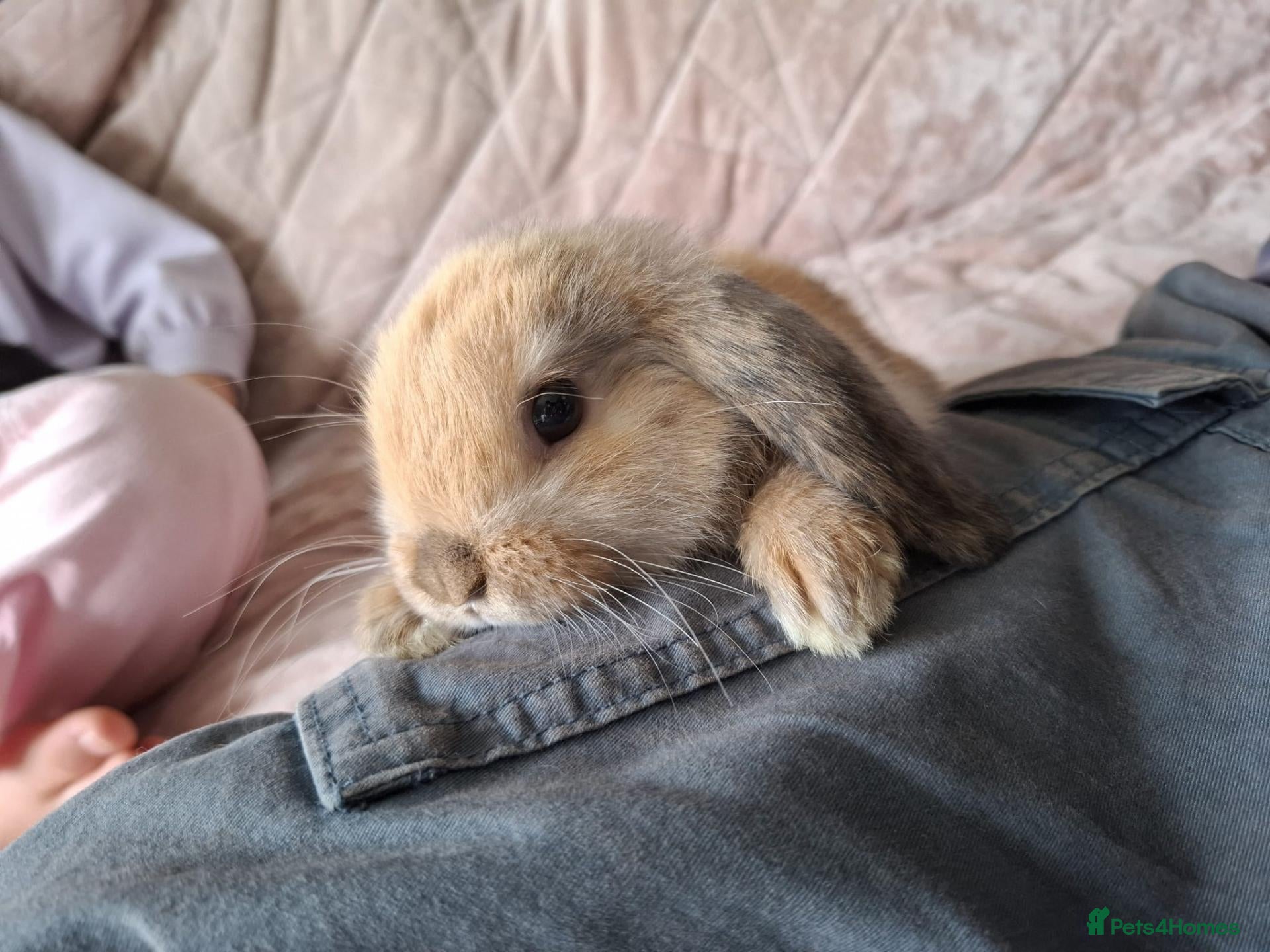 Mini Lop rabbits Mini lop bunnies  - Advert 1
