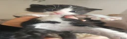 Mixed Breed cats for sale: Calico kittens  - Advert 4