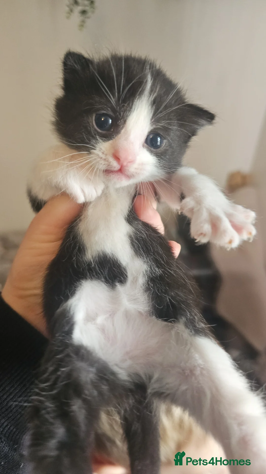 Mixed Breed cats for sale: Calico kittens  - Advert 4