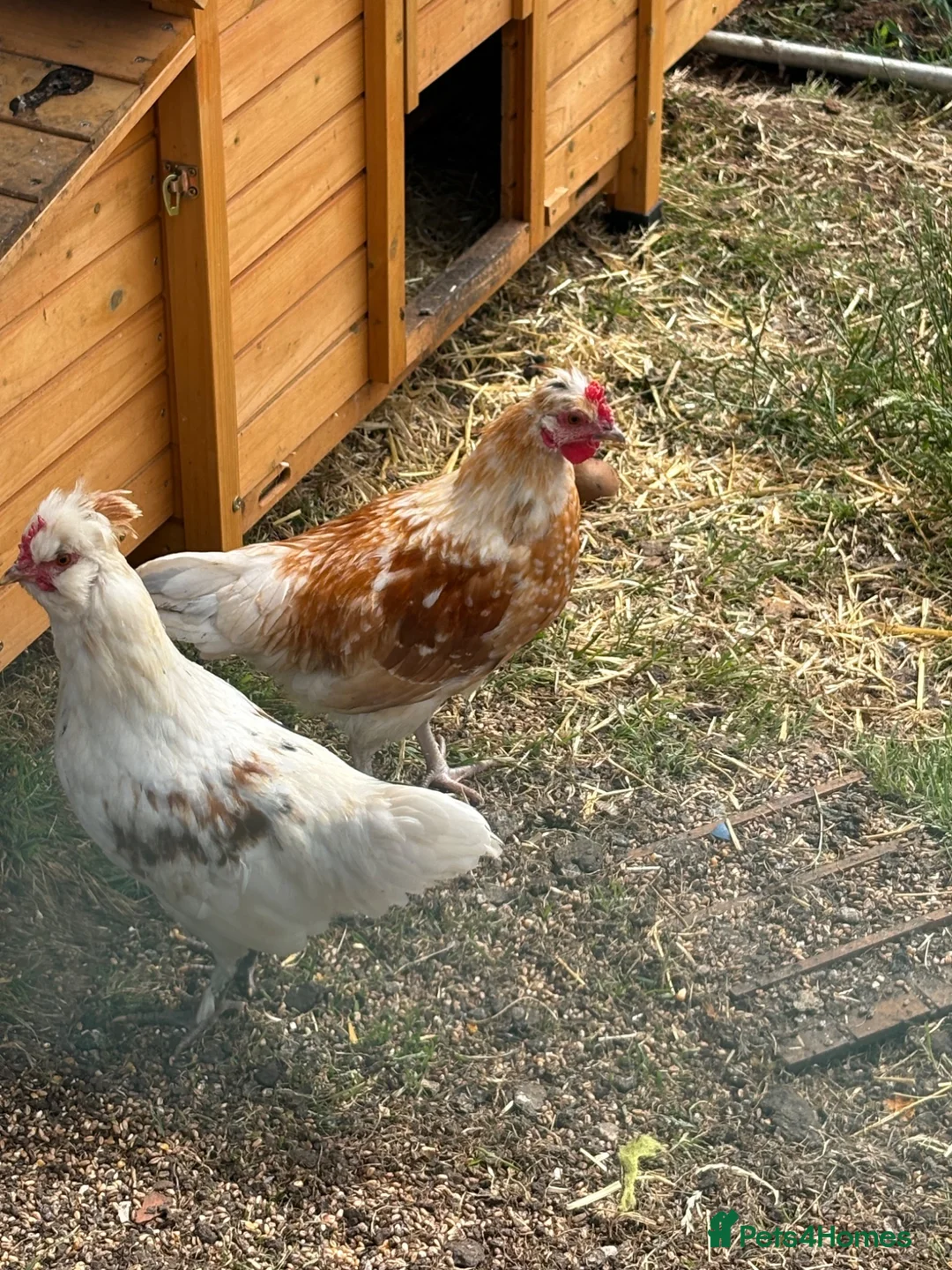 Mixed Breed poultry for sale: Polish x silkie bantam rooster in Bridlington - Advert 2