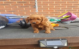 Cockapoo dogs for sale: 2nd generation cockapoo pups - Image 28
