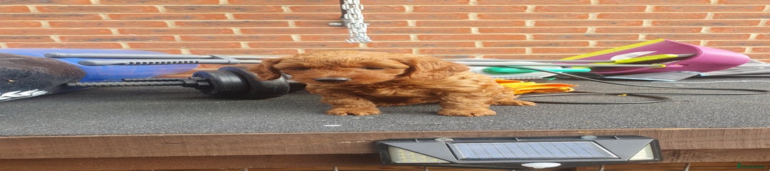 Cockapoo Puppy 3 orange band