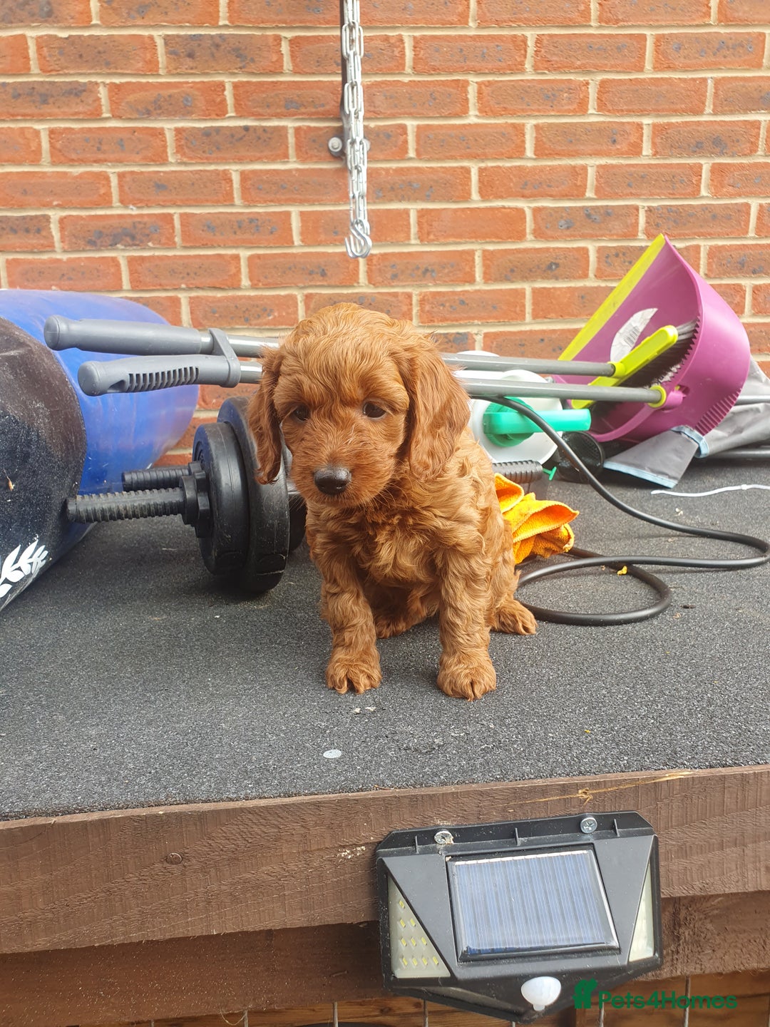 Cockapoo dogs for sale: 2nd generation cockapoo pups - Image 28