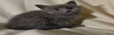 Russian Blue Kitten 2